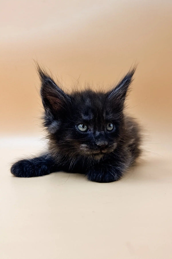 Black Maine Coon kitten Dizel with striking blue eyes and unique ear tufts
