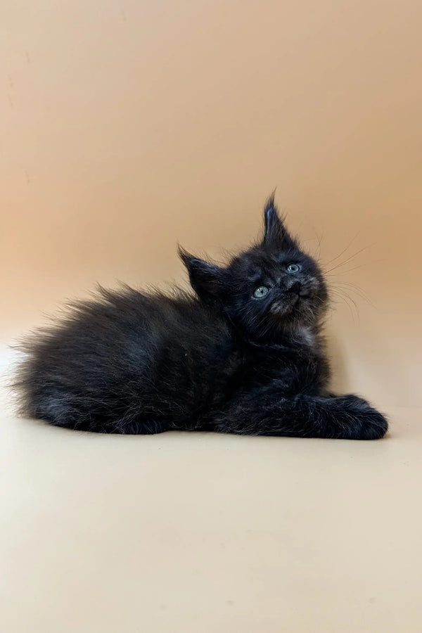 Black fluffy Maine Coon kitten Dizel lying alert and cute, ready to play and explore