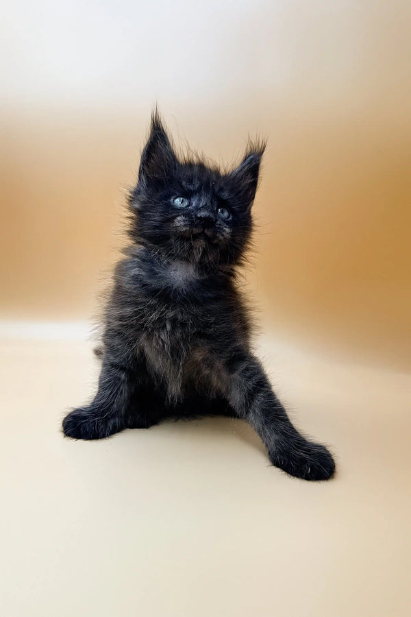 Black fluffy Maine Coon kitten Dizel with pointed ears sitting upright, super cute!