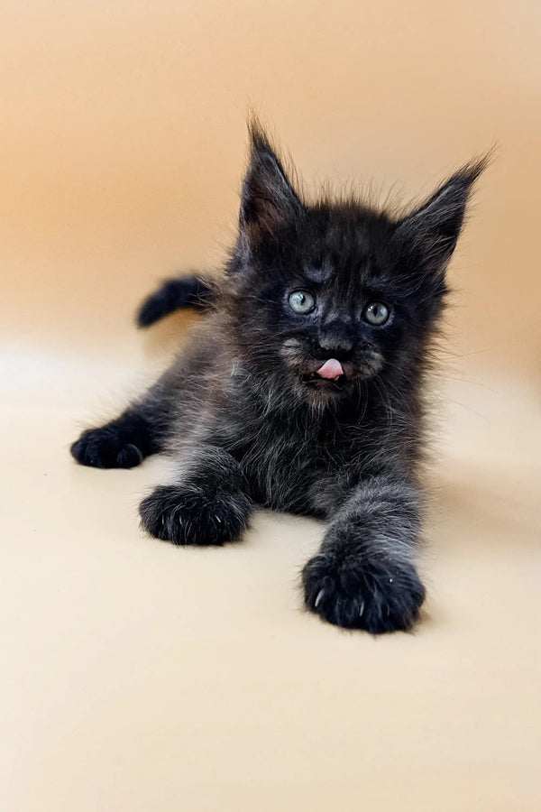 Adorable Maine Coon kitten Dizel with blue eyes and pink tongue ready to play!