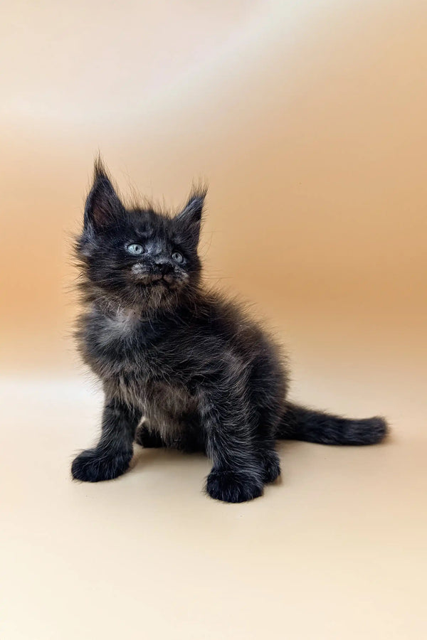 Fluffy black Maine Coon kitten Dizel with pointed ears sitting upright