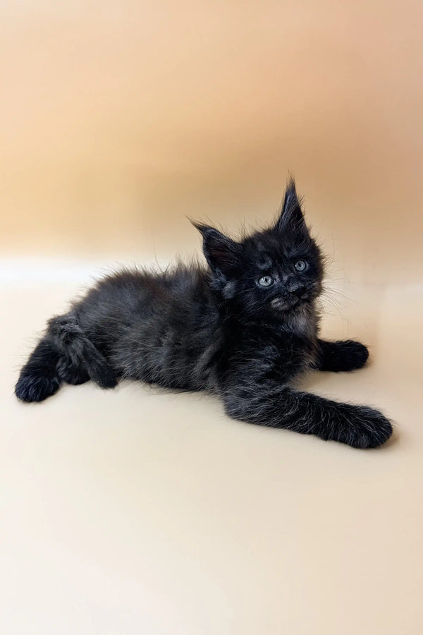Black fluffy Maine Coon kitten Dizel lounging with stunning blue eyes