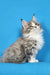 Fluffy gray and white Maine Coon kitten with ear tufts, the gentle boy Dizel