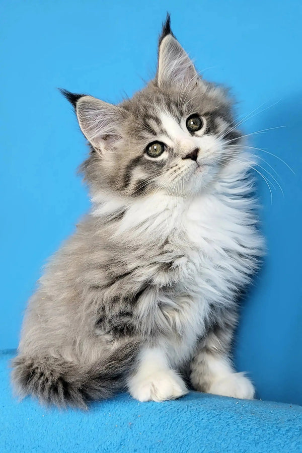 Fluffy gray and white Maine Coon kitten, a gentle boy with alert eyes and pointed ears