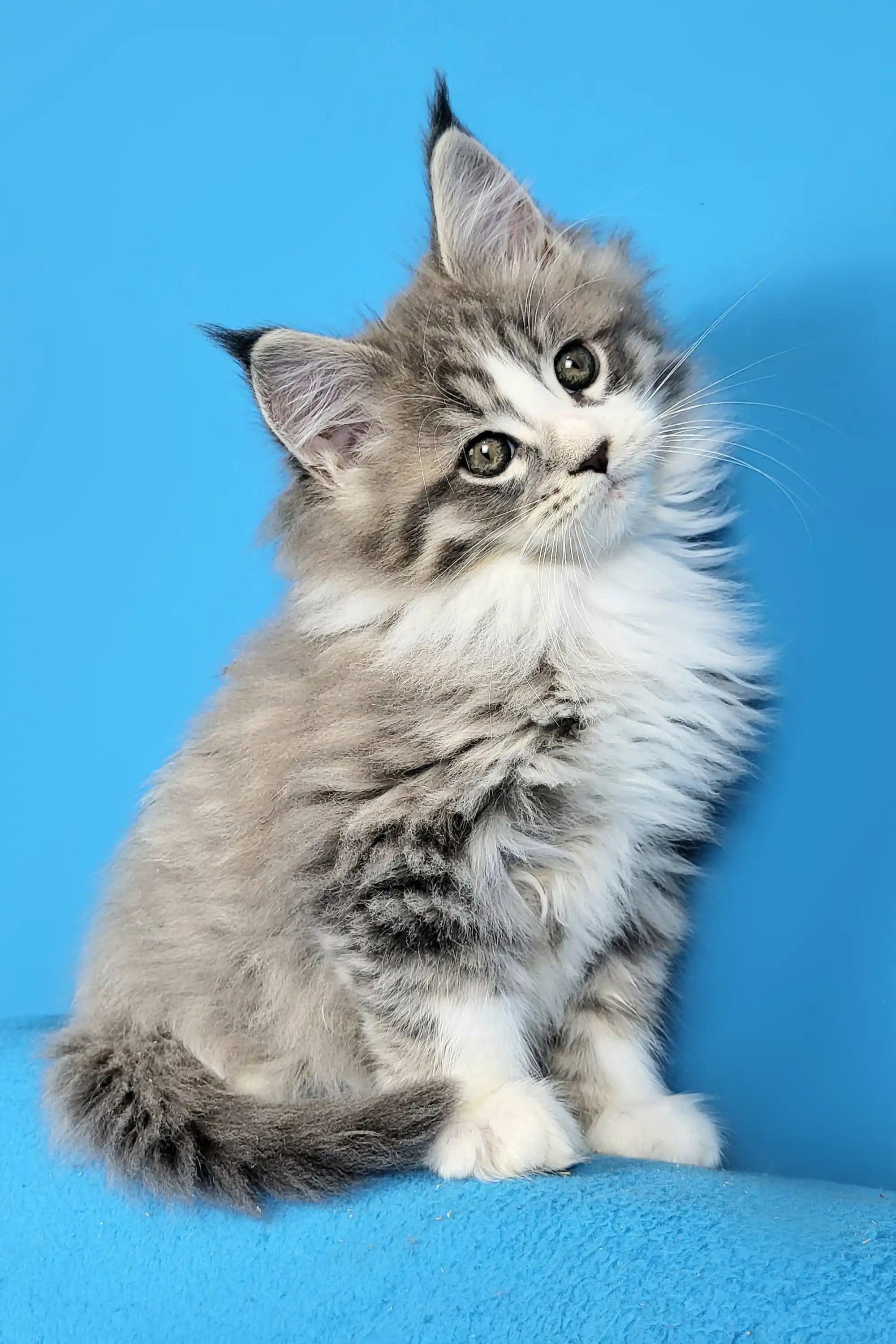 Maine Coon Kittens for Sale Dizel | Kitten