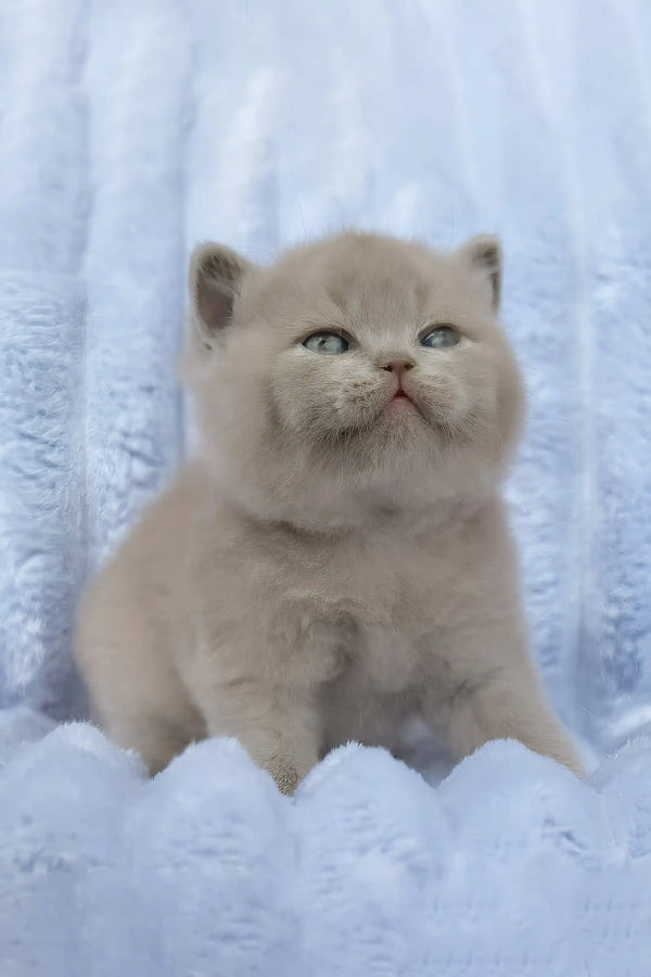 Djem | british shorthair kitten