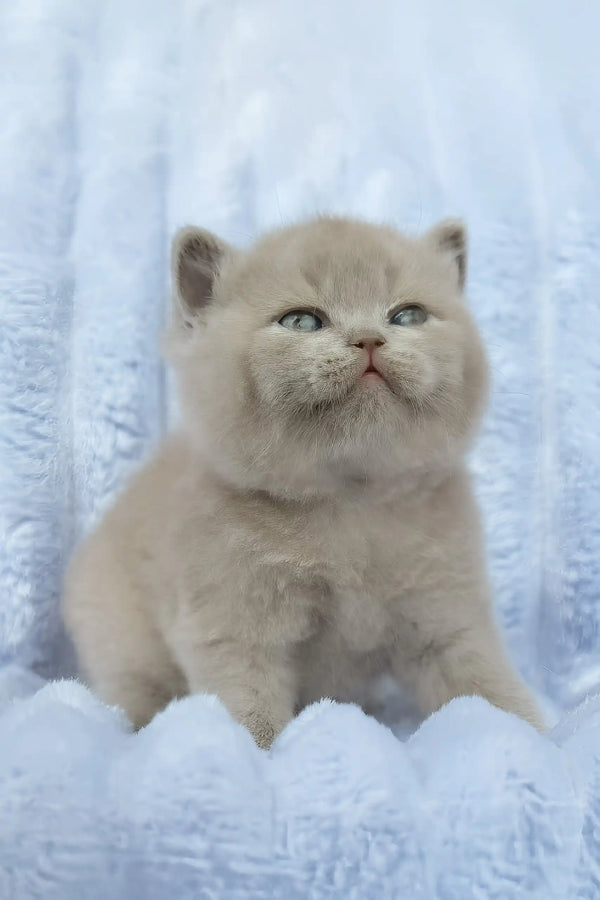 Djem | british shorthair kitten