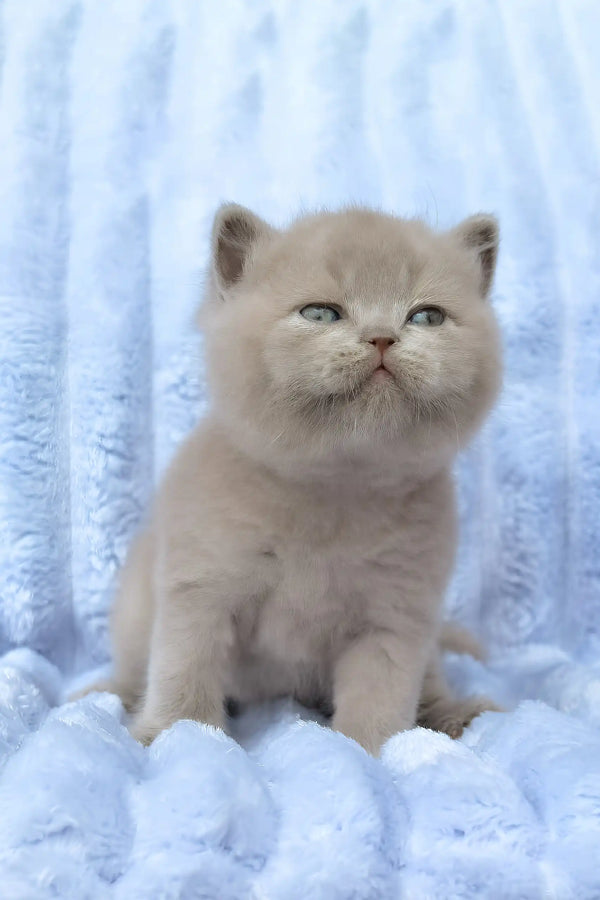 Djem | british shorthair kitten