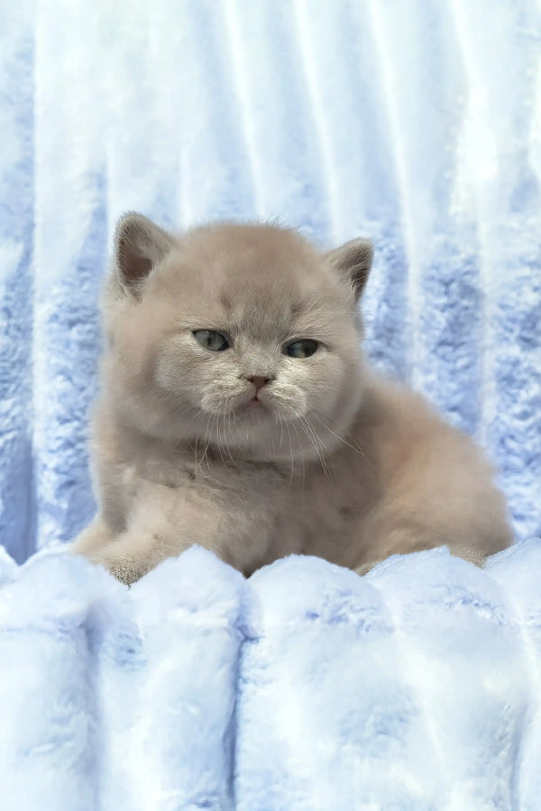 Djem | british shorthair kitten