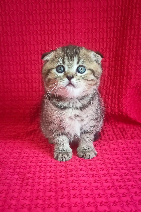 Djem | scottish fold kitten