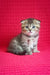 Djem | scottish fold kitten