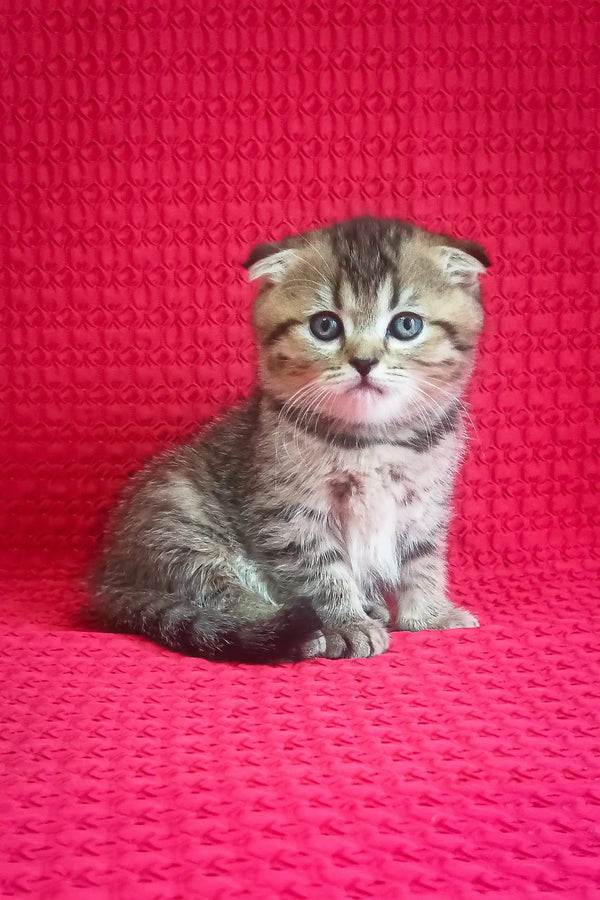 Djem | scottish fold kitten