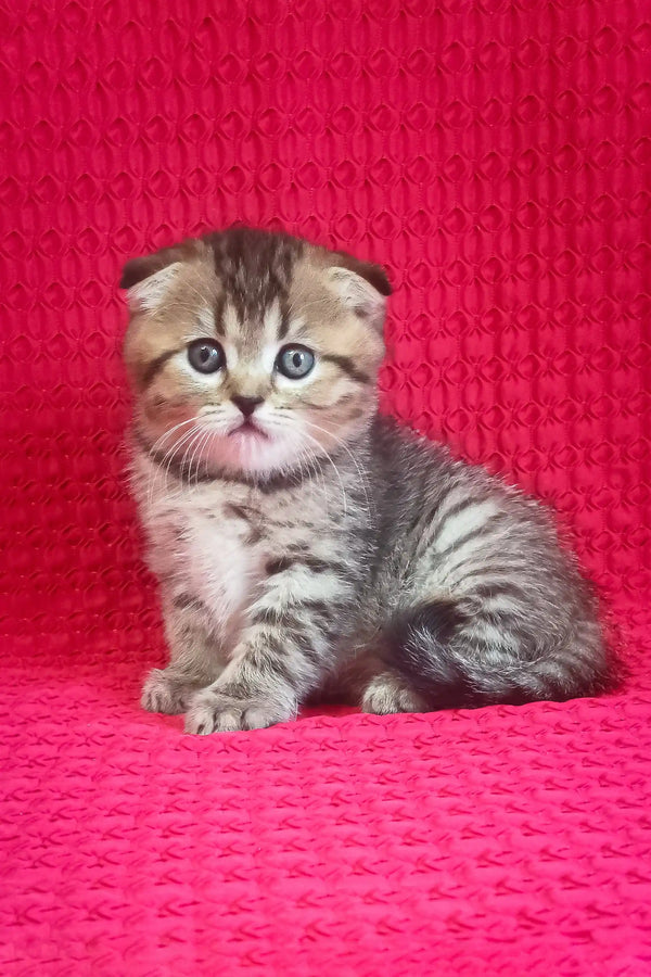 Djem | scottish fold kitten