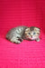 Djem | scottish fold kitten