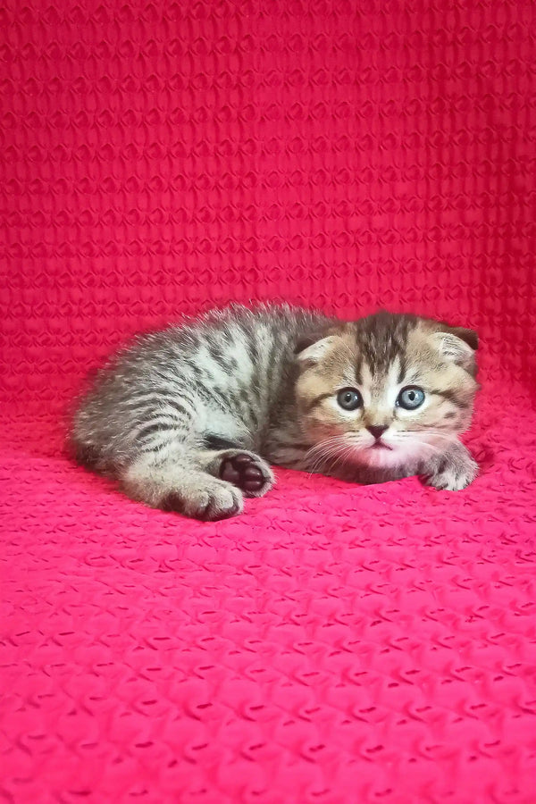 Djem | scottish fold kitten