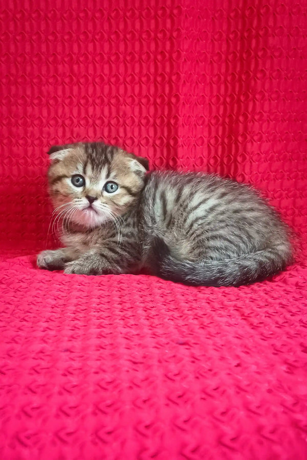 Djem | scottish fold kitten