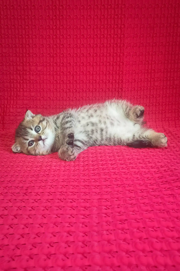 Djem | scottish fold kitten