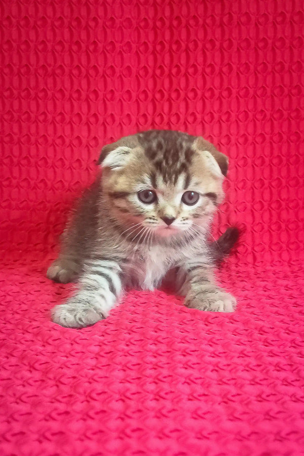Adorable Scottish Fold kitten in the Djus product lineup perfect for cat lovers
