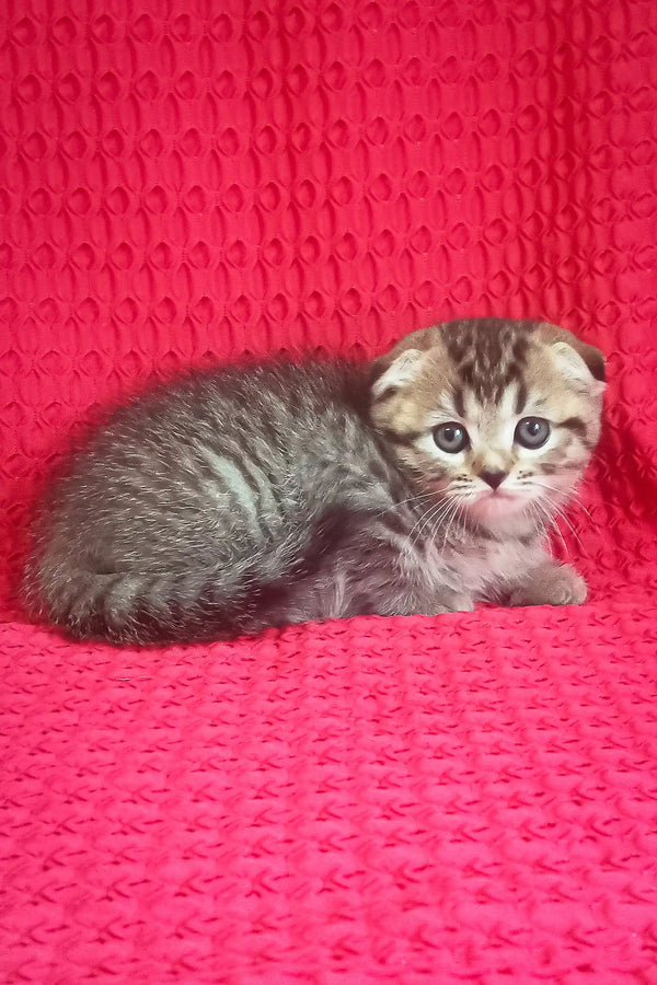 Cute Gray Tabby Scottish Fold Kitten from Djus ready to snuggle and play!