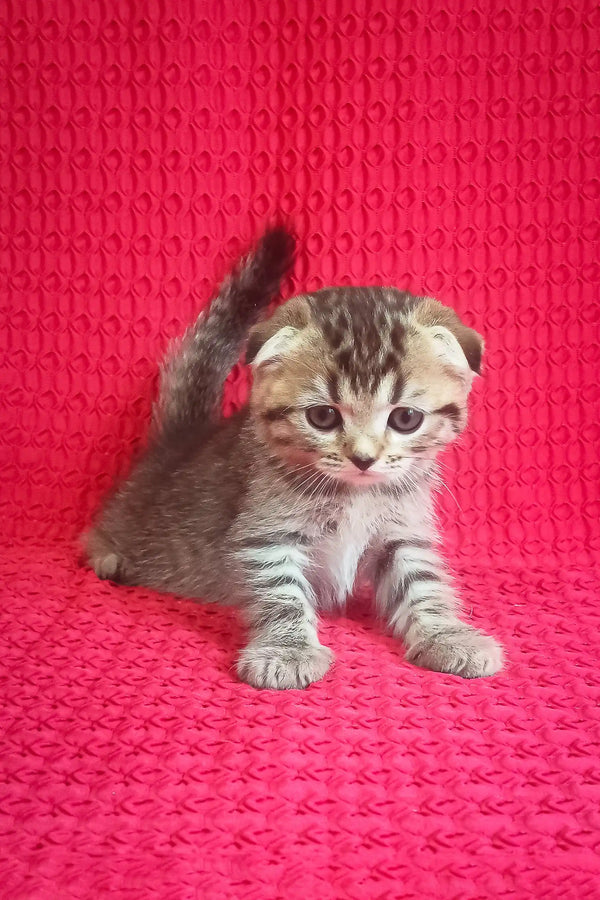 Striped Scottish Fold Kitten in the Djus collection, super cute and playful!