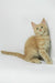 Dobby | maine coon kitten