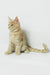 Dobby | maine coon kitten