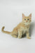 Dobby | maine coon kitten