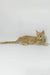 Dobby | maine coon kitten