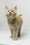 Dobby | Maine Coon Kitten
