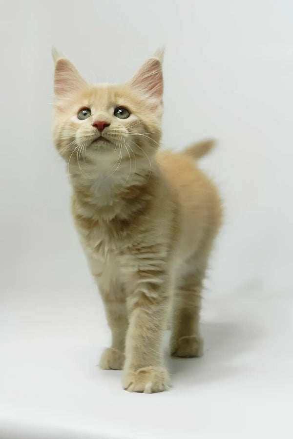 Dobby | maine coon kitten