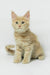 Dobby | maine coon kitten