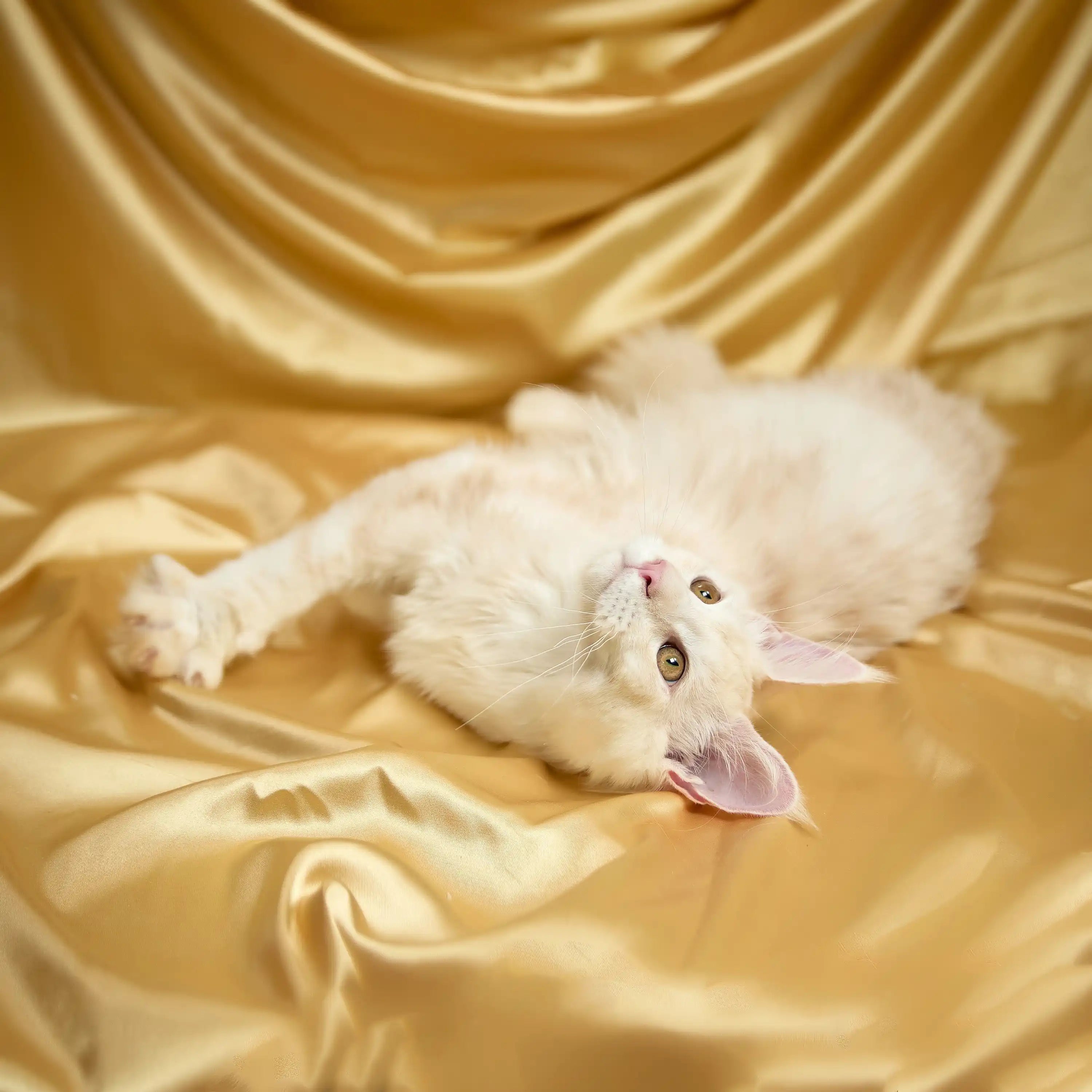Maine Coon Kittens for Sale Docker | Kitten