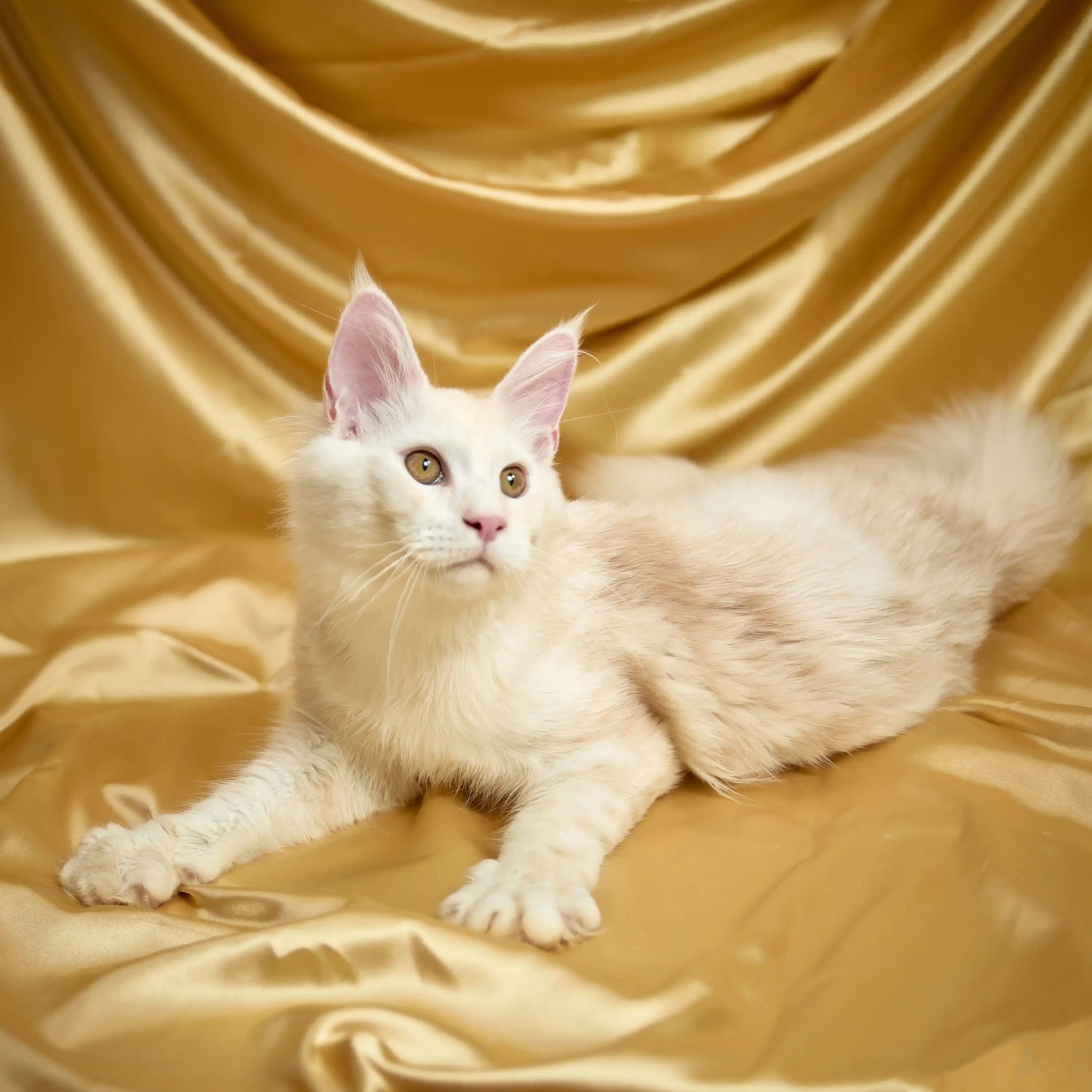 Maine Coon Kittens for Sale Docker | Kitten