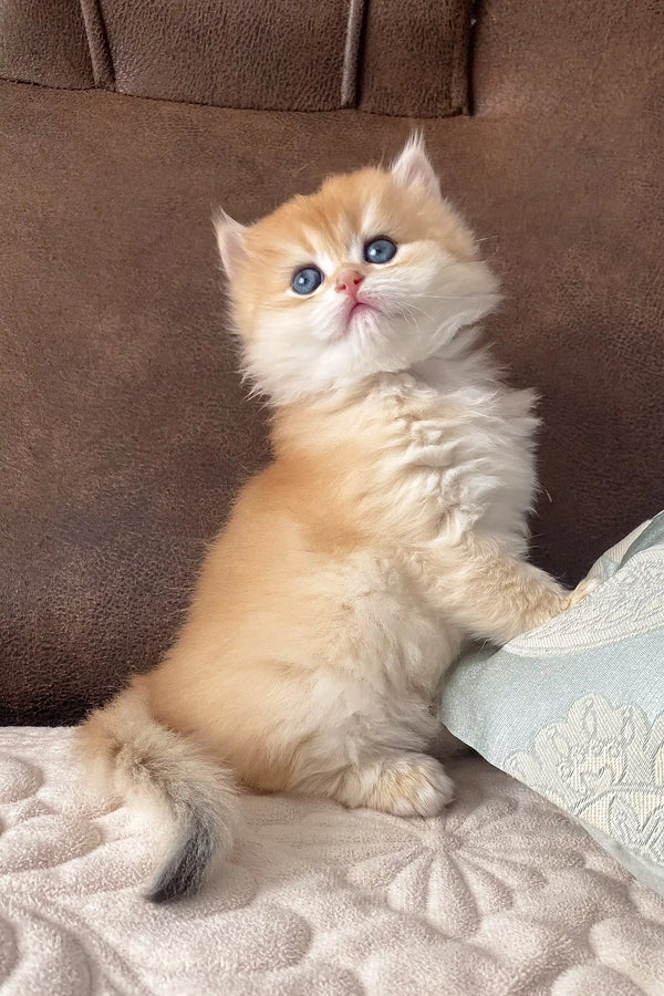 Fluffy golden British Longhair kitten named Dolce with stunning blue eyes