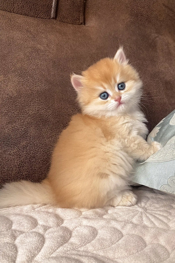 Fluffy golden British Longhair kitten named Dolce with stunning blue eyes