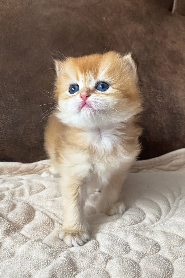 Dolce British Longhair Kitten Green Eyes Stunner