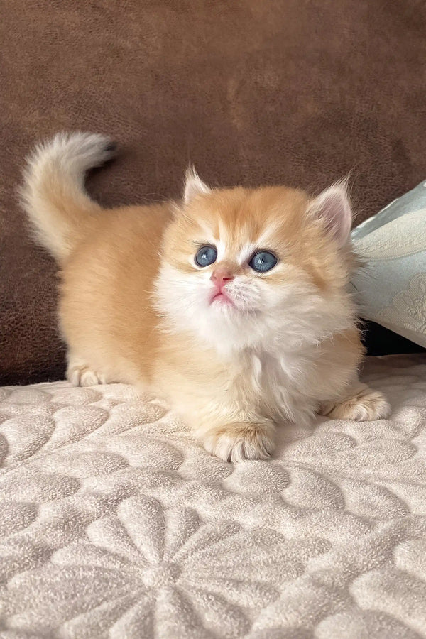 Fluffy golden British Longhair kitten named Dolce with bright blue eyes