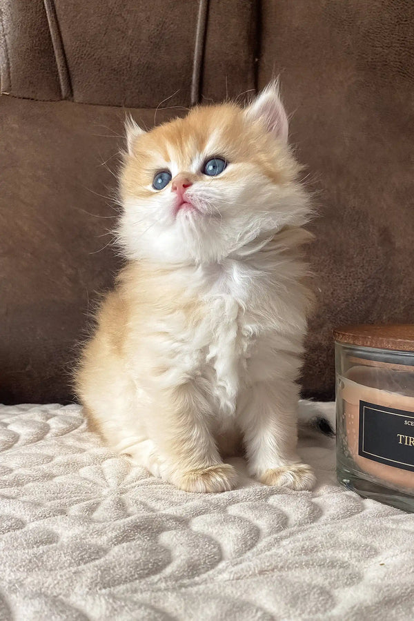Fluffy golden kitten from Dolce, the adorable British Longhair breed