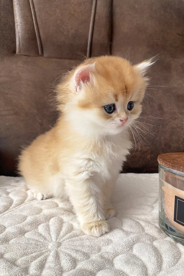 Fluffy golden kitten from Dolce British Longhair Kitten collection, super cute and cuddly