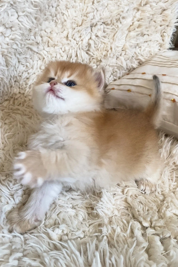 Golden kitten lying on its back for Dolce British Longhair Kitten product