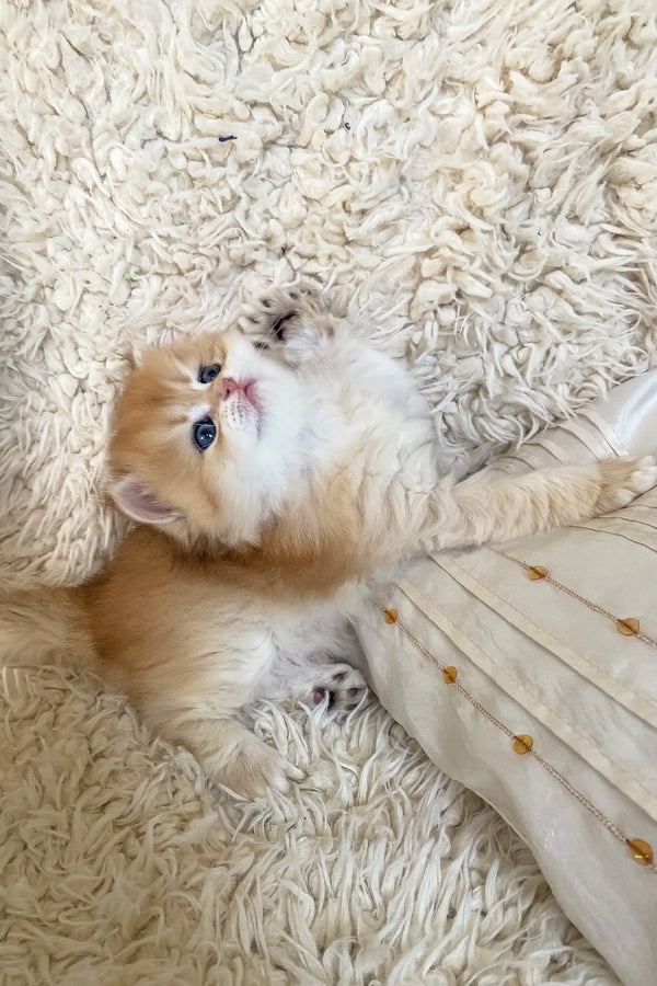 Golden British Longhair kitten named Dolce with stunning blue eyes