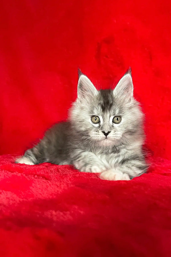 Gray tabby kitten with ear tufts, the adorable Dolly from Maine Coon Kitten collection