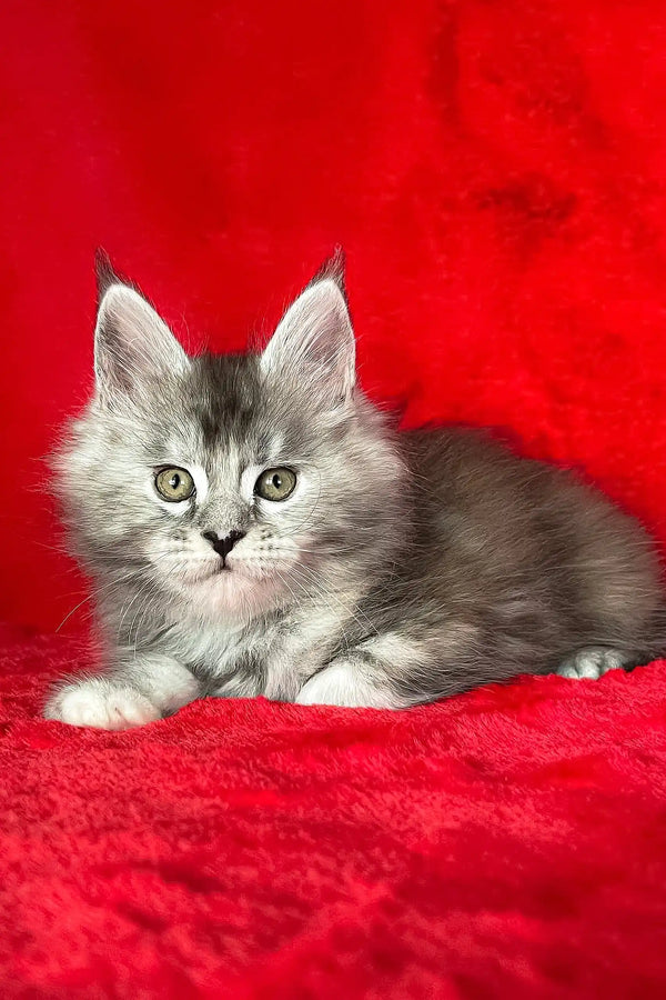 Adorable Gray Tabby Kitten named Dolly from the Maine Coon breed
