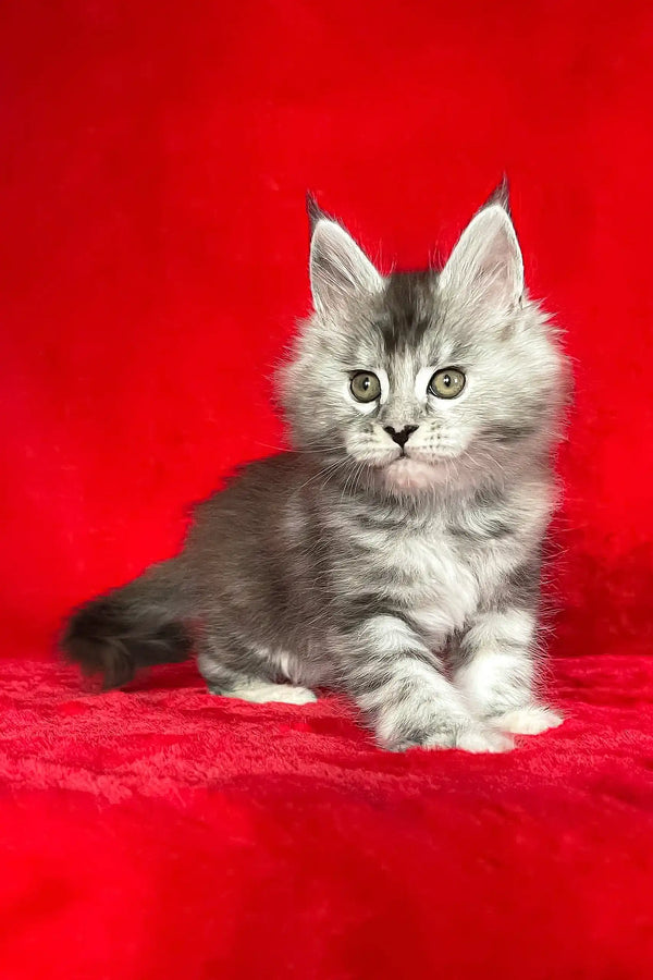 Cute gray tabby kitten named Dolly from the Maine Coon Kitten collection