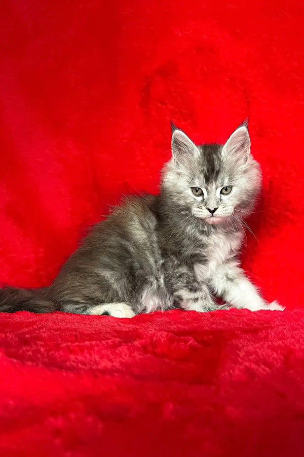 Gray tabby kitten named Dolly from Maine Coon breed, playful and adorable