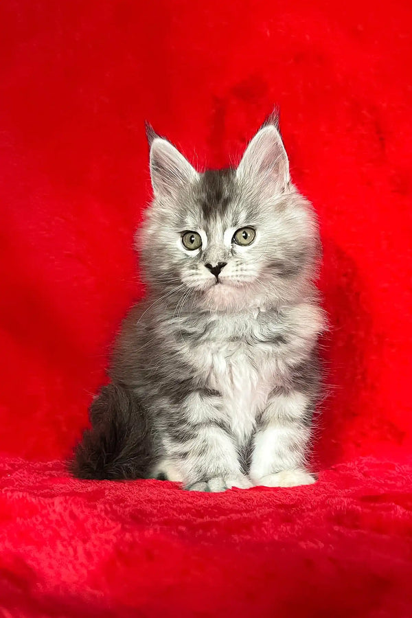 Gray and white Maine Coon kitten named Dolly posing cutely for the camera