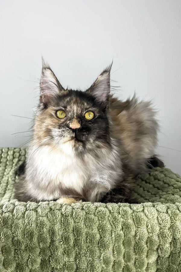 Dolores | polydactyl maine coon kitten