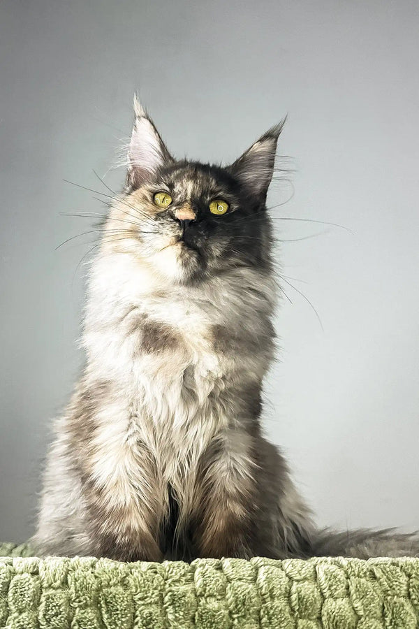 Dolores | polydactyl maine coon kitten