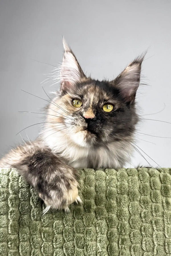 Dolores | polydactyl maine coon kitten