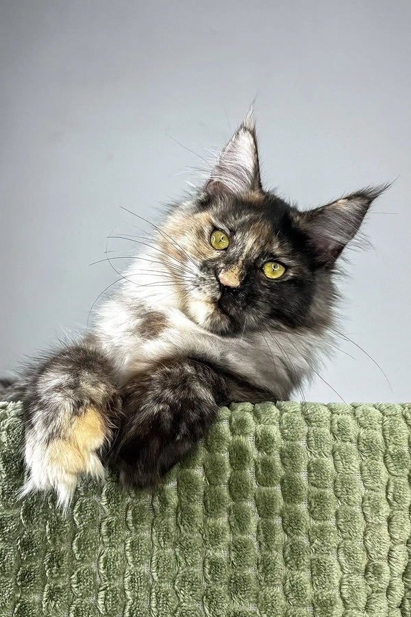 Dolores | polydactyl maine coon kitten
